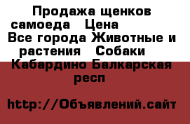 Продажа щенков самоеда › Цена ­ 40 000 - Все города Животные и растения » Собаки   . Кабардино-Балкарская респ.